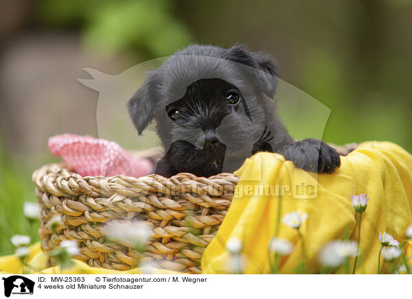 4 Wochen alter Zwergschnauzer Welpe / 4 weeks old Miniature Schnauzer / MW-25363