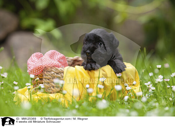 4 Wochen alter Zwergschnauzer Welpe / 4 weeks old Miniature Schnauzer / MW-25369