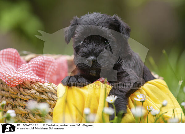 4 Wochen alter Zwergschnauzer Welpe / 4 weeks old Miniature Schnauzer / MW-25375