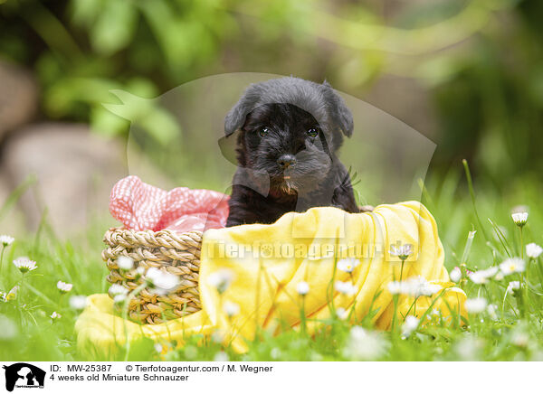 4 Wochen alter Zwergschnauzer Welpe / 4 weeks old Miniature Schnauzer / MW-25387