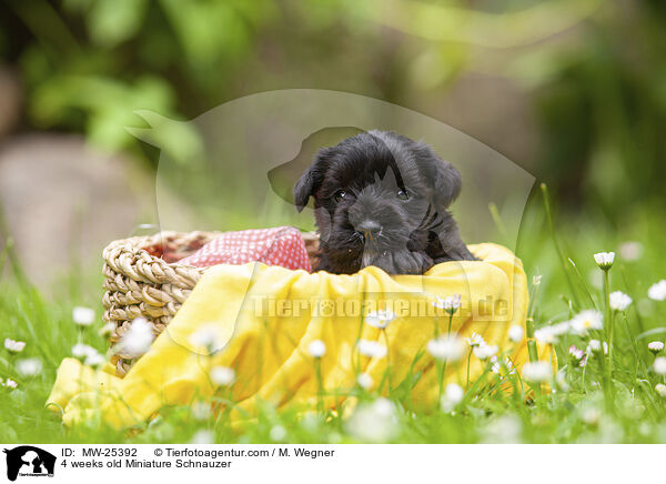 4 Wochen alter Zwergschnauzer Welpe / 4 weeks old Miniature Schnauzer / MW-25392