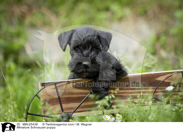 Miniature Schnauzer puppy / MW-25438