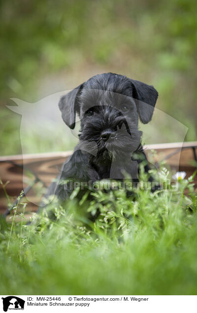 Zwergschnauzer Welpe / Miniature Schnauzer puppy / MW-25446