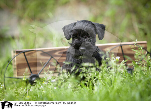 Zwergschnauzer Welpe / Miniature Schnauzer puppy / MW-25452