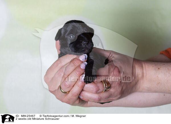 2 Wochen alter Zwergschnauzer Welpe / 2 weeks old Miniature Schnauzer / MW-25467