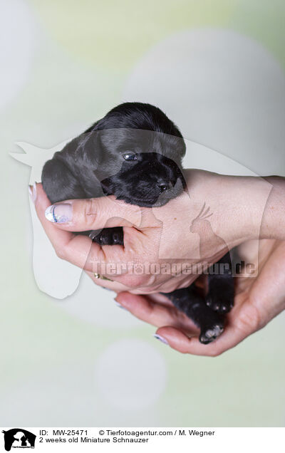 2 Wochen alter Zwergschnauzer Welpe / 2 weeks old Miniature Schnauzer / MW-25471