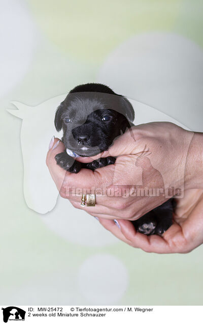 2 Wochen alter Zwergschnauzer Welpe / 2 weeks old Miniature Schnauzer / MW-25472