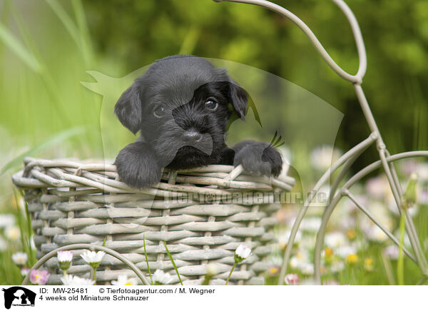 4 Wochen alter Zwergschnauzer Welpe / 4 weeks old Miniature Schnauzer / MW-25481