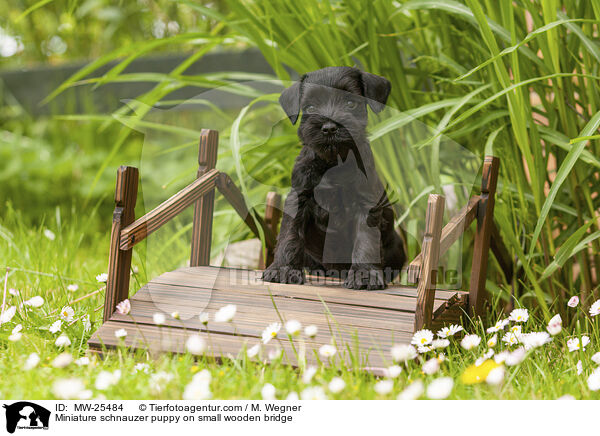 Zwergschnauzer Welpe auf kleiner Holzbrcke / Miniature schnauzer puppy on small wooden bridge / MW-25484