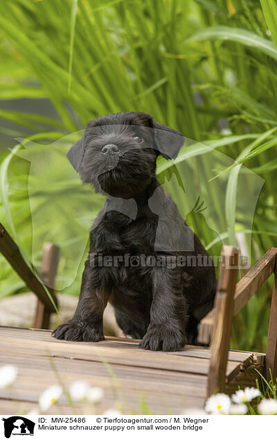 Zwergschnauzer Welpe auf kleiner Holzbrcke / Miniature schnauzer puppy on small wooden bridge / MW-25486