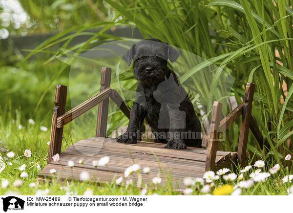 Zwergschnauzer Welpe auf kleiner Holzbrcke / Miniature schnauzer puppy on small wooden bridge / MW-25489