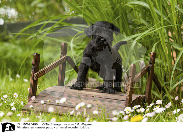 Zwergschnauzer Welpe auf kleiner Holzbrcke / Miniature schnauzer puppy on small wooden bridge / MW-25490
