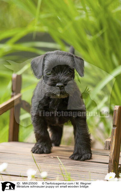 Zwergschnauzer Welpe auf kleiner Holzbrcke / Miniature schnauzer puppy on small wooden bridge / MW-25500