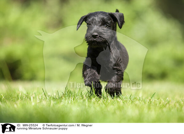 running Miniature Schnauzer puppy / MW-25524