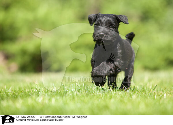 running Miniature Schnauzer puppy / MW-25527