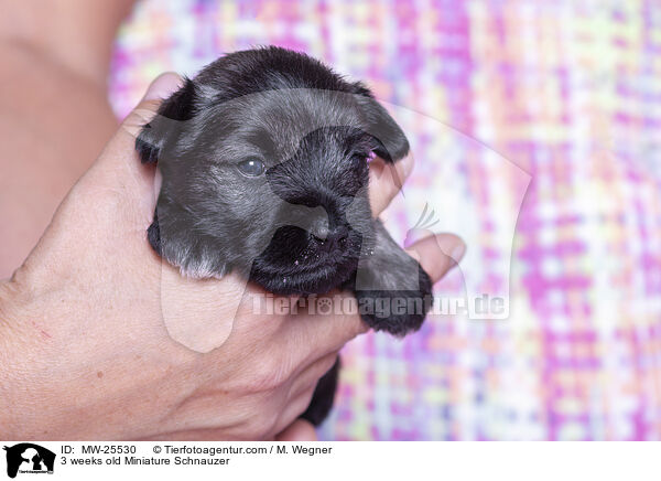 3 Wochen alter Zwergschnauzer Welpe / 3 weeks old Miniature Schnauzer / MW-25530