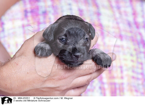 3 Wochen alter Zwergschnauzer Welpe / 3 weeks old Miniature Schnauzer / MW-25551