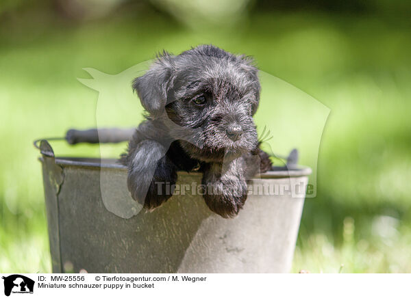 Zwergschnauzer Welpe in Eimer / Miniature schnauzer puppy in bucket / MW-25556