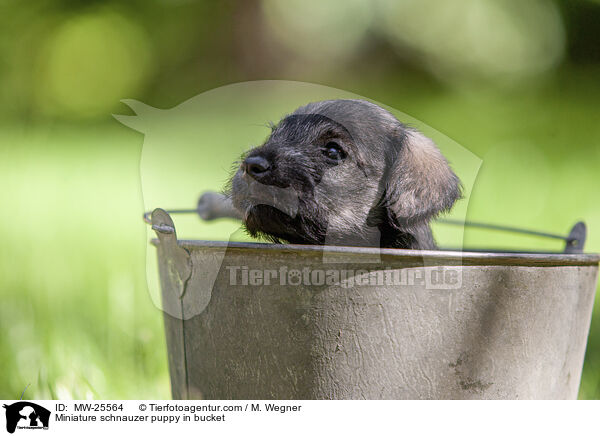 Zwergschnauzer Welpe in Eimer / Miniature schnauzer puppy in bucket / MW-25564