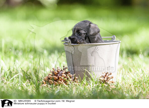 Zwergschnauzer Welpe in Eimer / Miniature schnauzer puppy in bucket / MW-25565