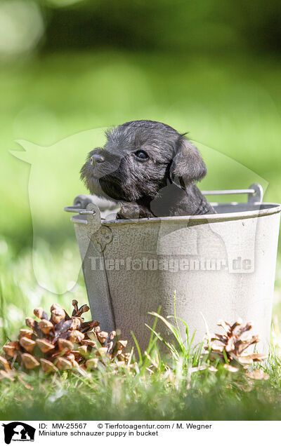 Zwergschnauzer Welpe in Eimer / Miniature schnauzer puppy in bucket / MW-25567