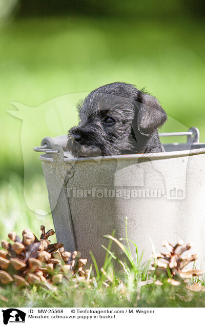Zwergschnauzer Welpe in Eimer / Miniature schnauzer puppy in bucket / MW-25568