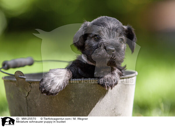 Zwergschnauzer Welpe in Eimer / Miniature schnauzer puppy in bucket / MW-25570