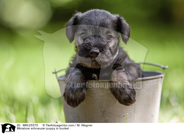 Miniature schnauzer puppy in bucket / MW-25575