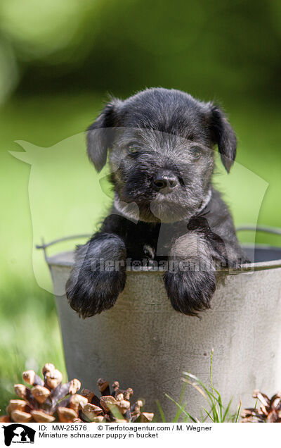 Miniature schnauzer puppy in bucket / MW-25576