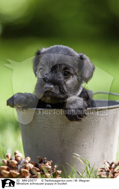 Zwergschnauzer Welpe in Eimer / Miniature schnauzer puppy in bucket / MW-25577
