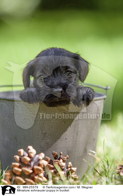 Zwergschnauzer Welpe in Eimer / Miniature schnauzer puppy in bucket / MW-25579