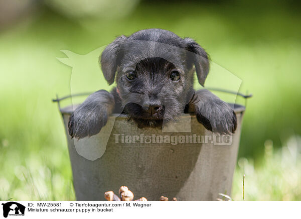 Zwergschnauzer Welpe in Eimer / Miniature schnauzer puppy in bucket / MW-25581