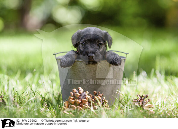 Zwergschnauzer Welpe in Eimer / Miniature schnauzer puppy in bucket / MW-25582