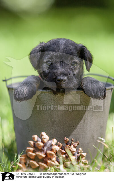 Zwergschnauzer Welpe in Eimer / Miniature schnauzer puppy in bucket / MW-25583