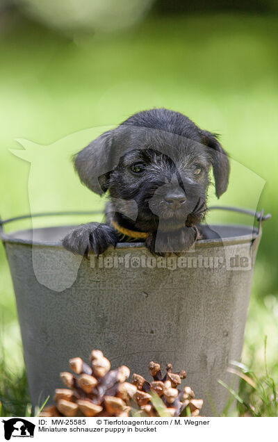 Zwergschnauzer Welpe in Eimer / Miniature schnauzer puppy in bucket / MW-25585