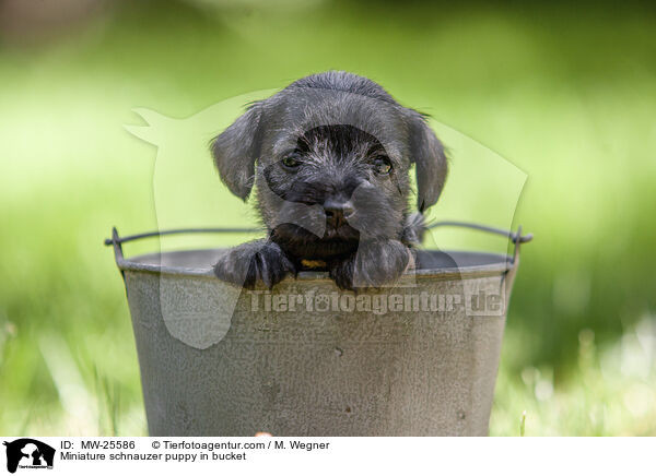 Zwergschnauzer Welpe in Eimer / Miniature schnauzer puppy in bucket / MW-25586