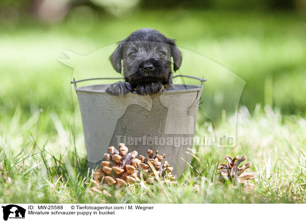 Zwergschnauzer Welpe in Eimer / Miniature schnauzer puppy in bucket / MW-25588