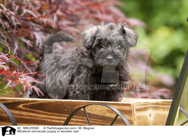Miniature schnauzer puppy in wooden cart / MW-25589