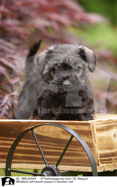 Miniature schnauzer puppy in wooden cart / MW-25594