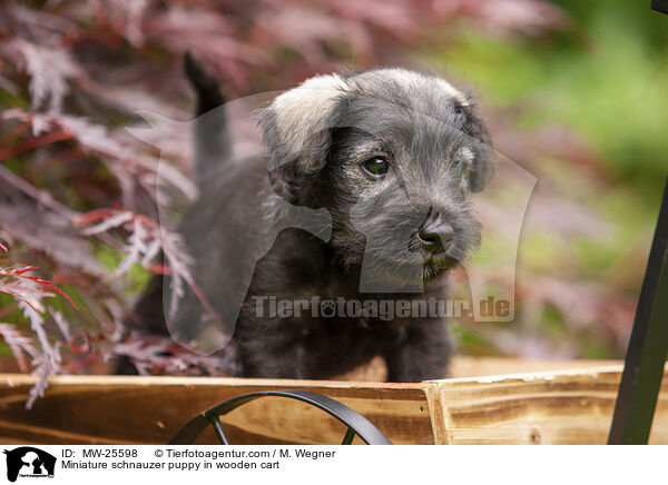 Miniature schnauzer puppy in wooden cart / MW-25598