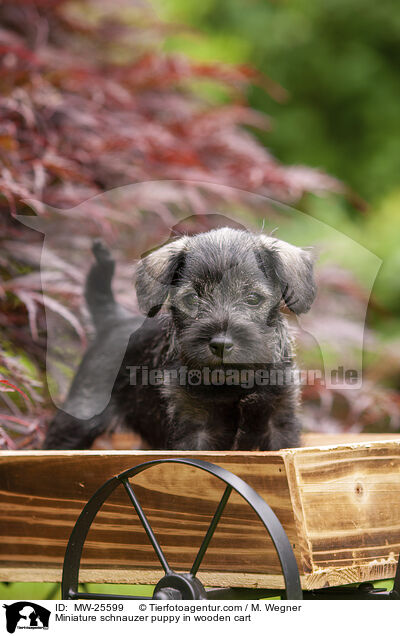 Miniature schnauzer puppy in wooden cart / MW-25599