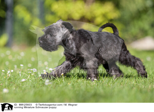 rennender Zwergschnauzer Welpe / running Miniature Schnauzer puppy / MW-25603