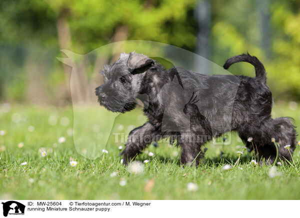 rennender Zwergschnauzer Welpe / running Miniature Schnauzer puppy / MW-25604