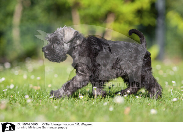 rennender Zwergschnauzer Welpe / running Miniature Schnauzer puppy / MW-25605