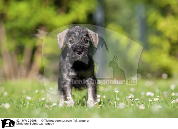 Miniature Schnauzer puppy / MW-25608