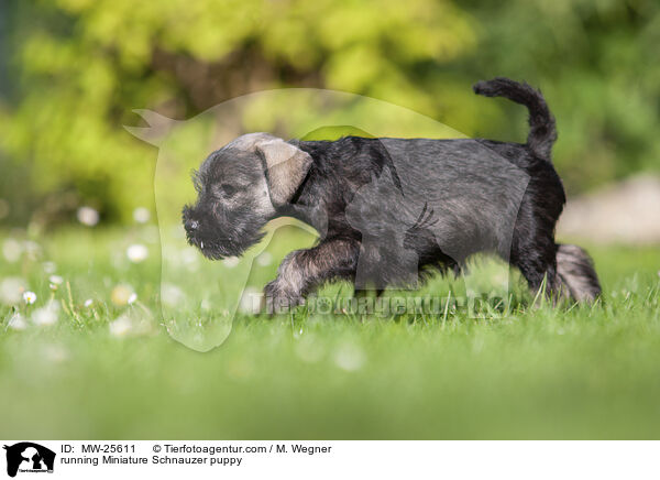 rennender Zwergschnauzer Welpe / running Miniature Schnauzer puppy / MW-25611