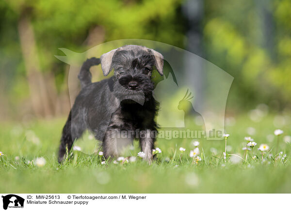 Zwergschnauzer Welpe / Miniature Schnauzer puppy / MW-25613