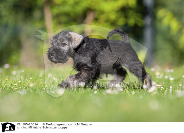 rennender Zwergschnauzer Welpe / running Miniature Schnauzer puppy / MW-25614