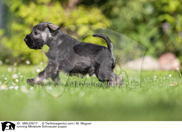 rennender Zwergschnauzer Welpe / running Miniature Schnauzer puppy / MW-25617