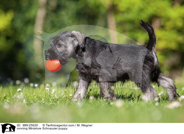 rennender Zwergschnauzer Welpe / running Miniature Schnauzer puppy / MW-25620